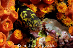 I shot this with a Nikon D300 in a Sea & Sea housing, 60m... by Andrew Mckaskle 